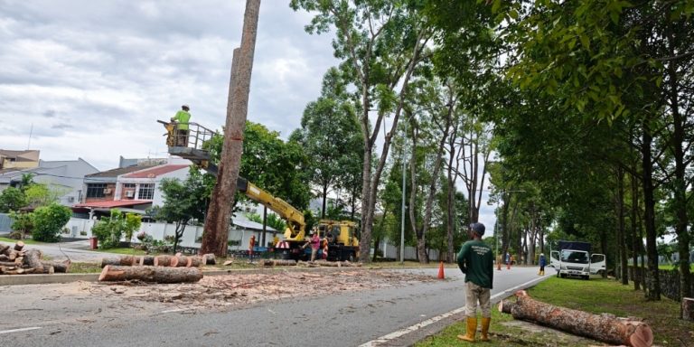 Emergency Tree Removal Day Or Night