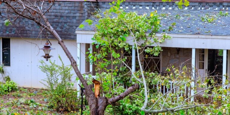 Fallen Tree & Limb Removal