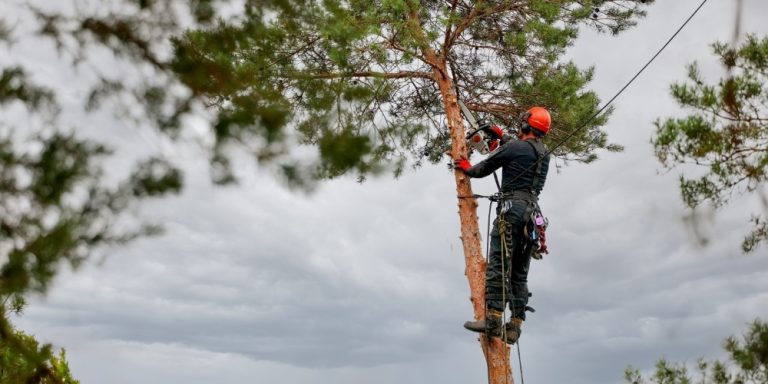 Hazardous Tree & Branch Removal
