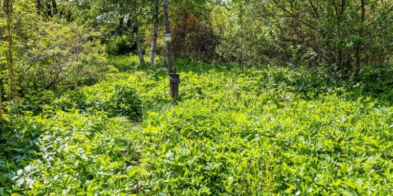 Overgrowth Clearing