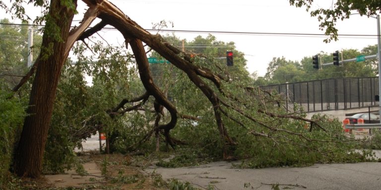 Storm Cleanup